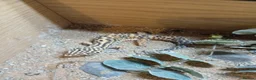 Leopard Gecko reptiles for sale: Leopard gecko and viv in Skelmersdale - Advert 4