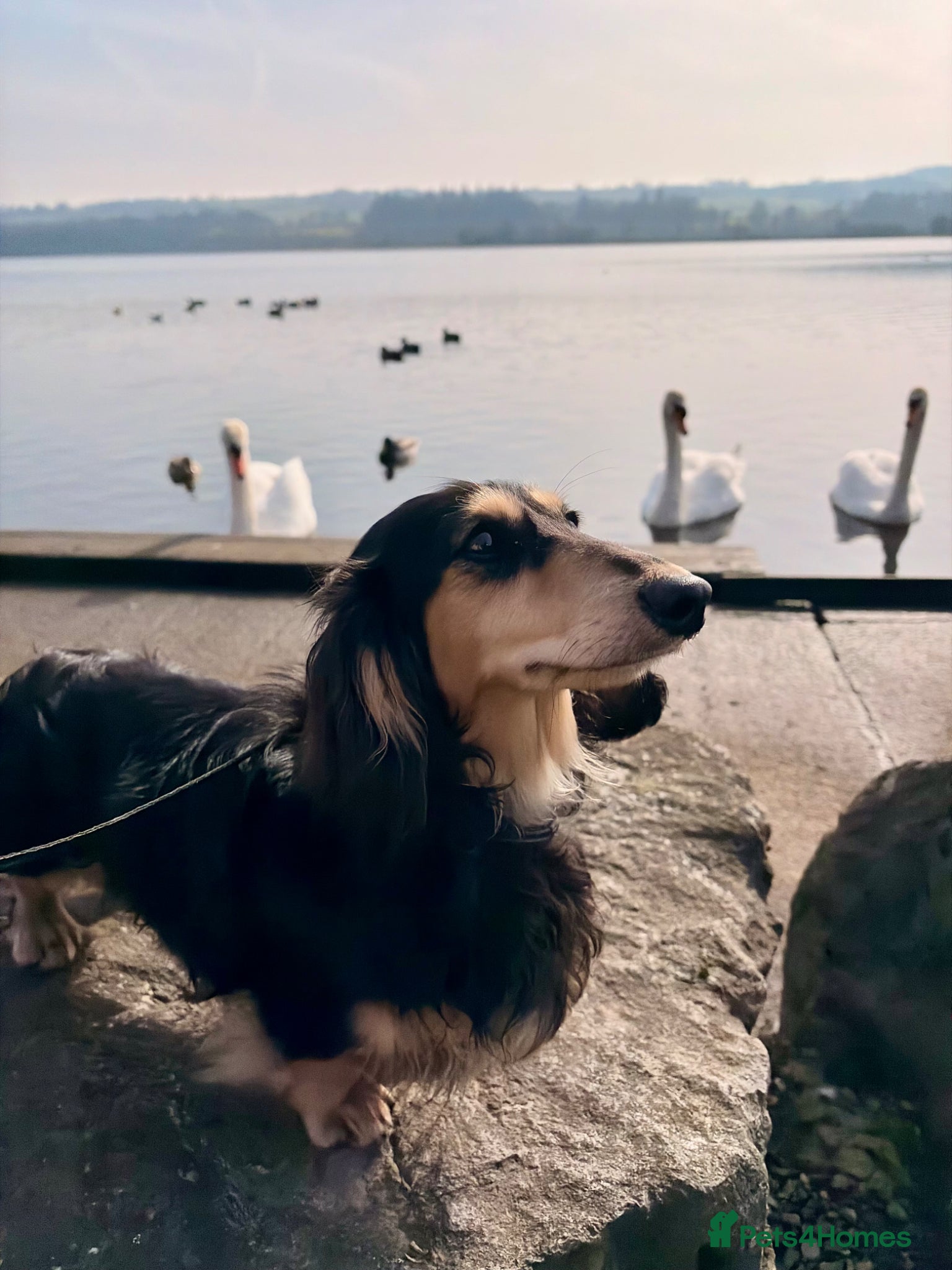 Miniature Dachshund dogs KC Registered - Health Tested - Proven Stud Dog 🏅 - Advert 19