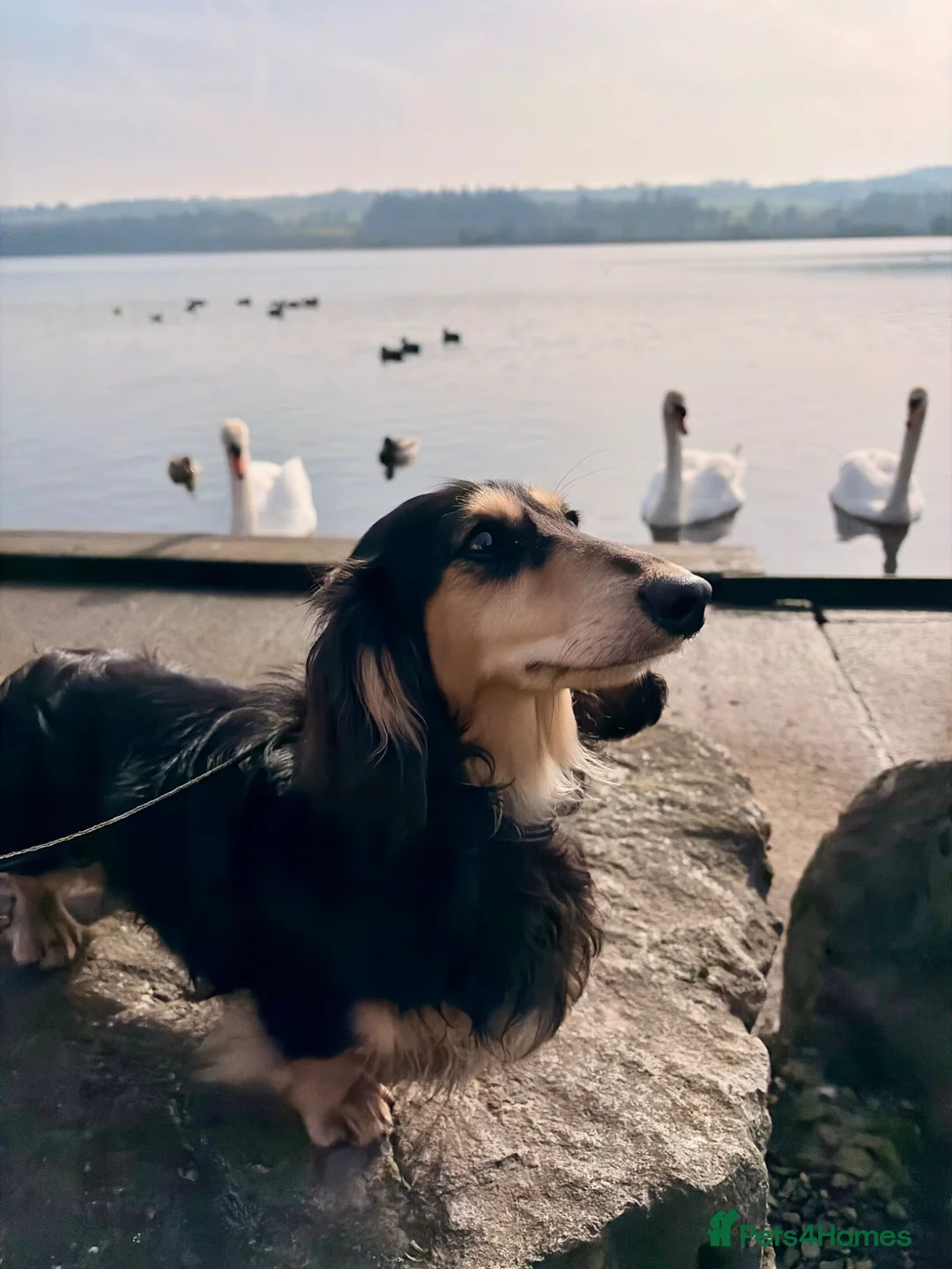 Miniature Dachshund dogs for stud: KC Registered - Health Tested - Proven Stud Dog 🏅 - Advert 1