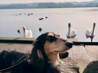 Miniature Dachshund dogs KC Registered - Health Tested - Proven Stud Dog 🏅 - Advert 19