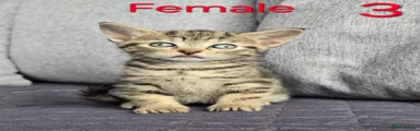 Mixed Breed Kitten 3