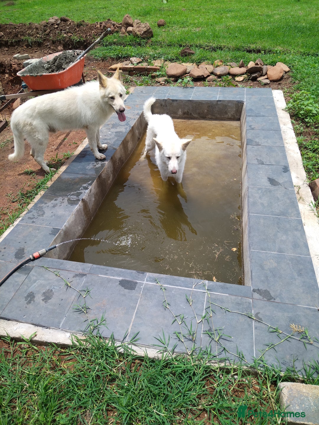 German Shepherd dogs for stud: Dresden - dog for stud in Ballindalloch - Image 7