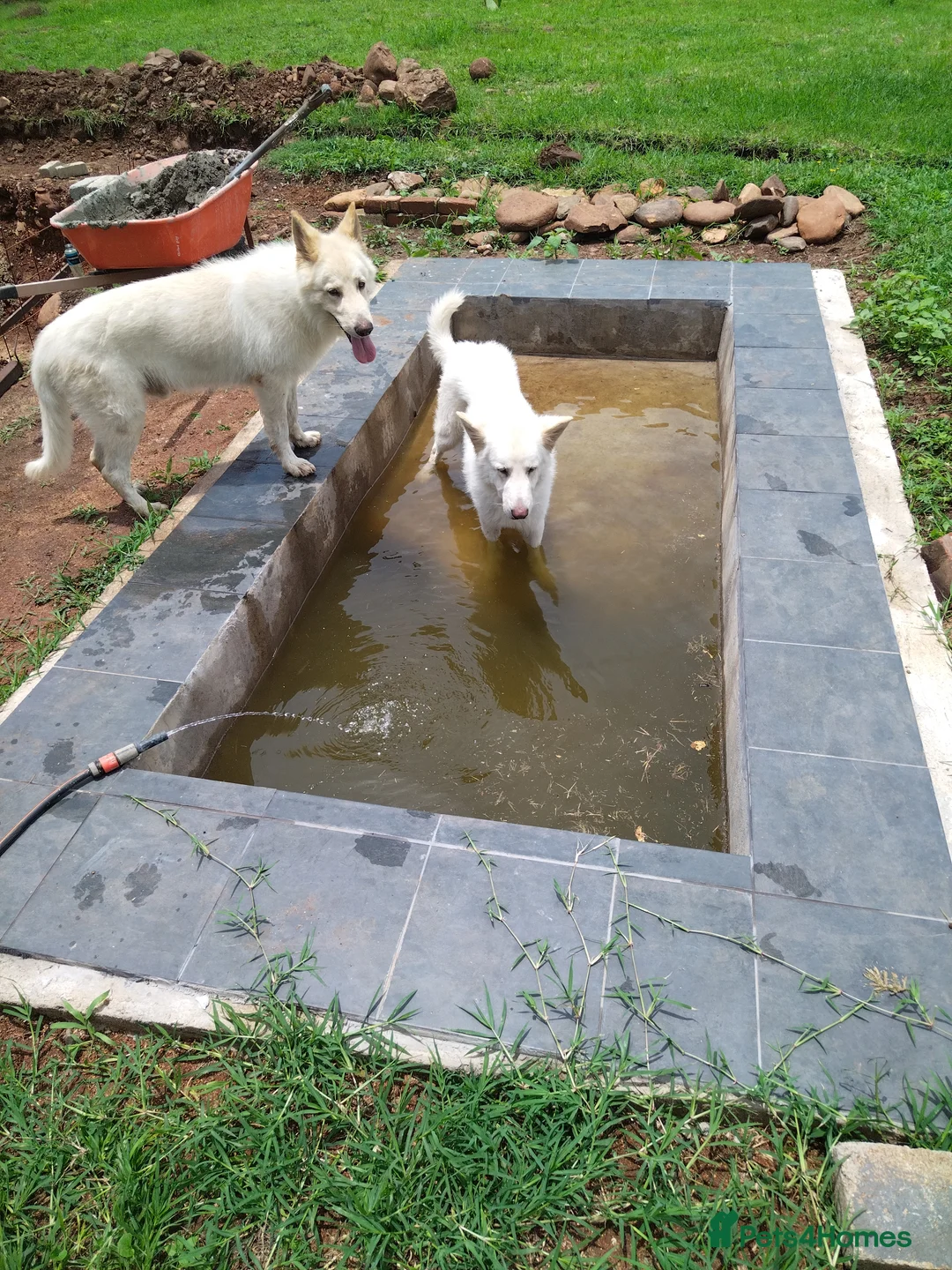 German Shepherd dogs for stud: Dresden - dog for stud in Ballindalloch - Advert 7