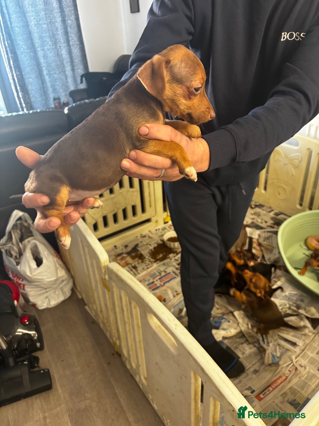 Jack Russell dogs for sale: Beautiful miniature pure Jack Russell’s  - Advert 4