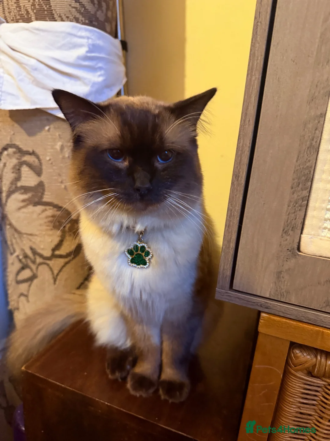 Ragdoll cats for sale: One ragdoll girls  - Advert 13