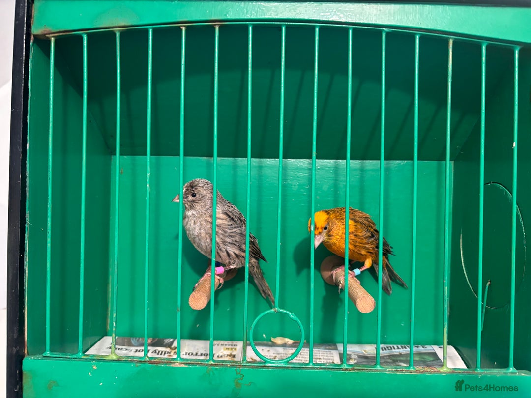 Canaries birds for sale: Lizard canaries  - Advert 5