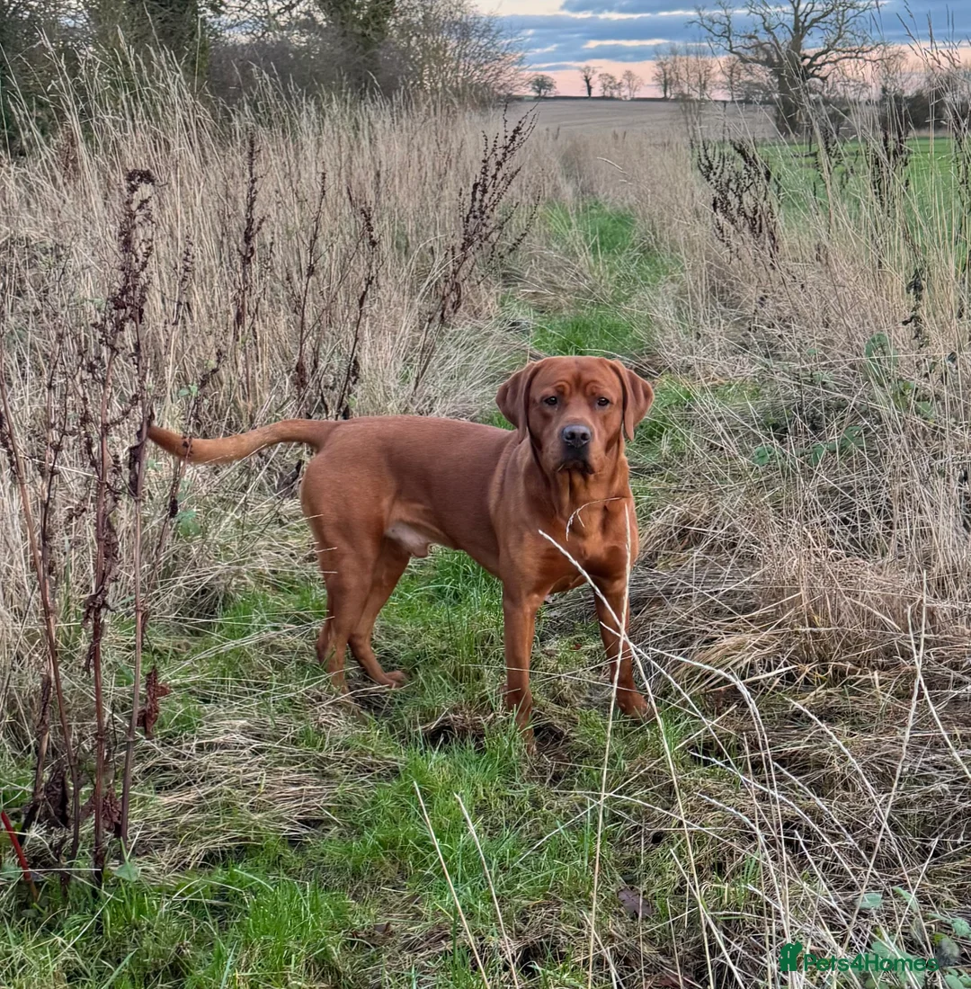 Labrador Retriever dogs for stud: Perfect 0/0 Hips & Elbows Dark Fox Red Labrador ⭐️ - Advert 20