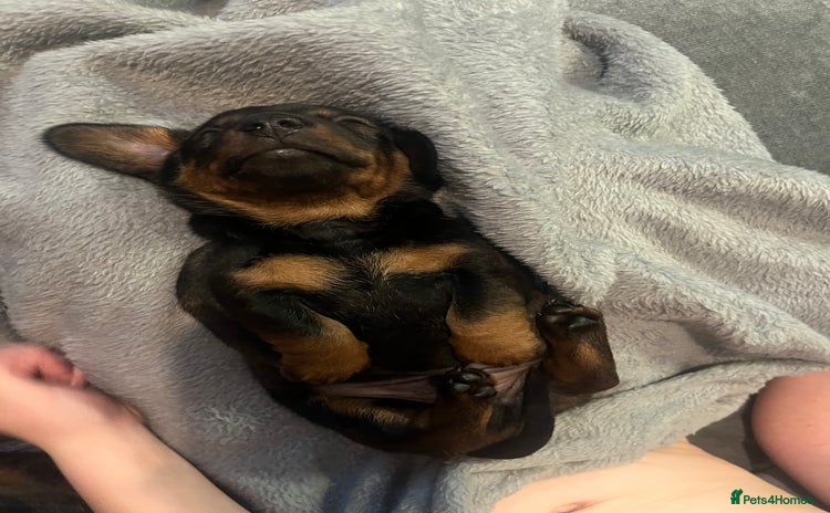 Miniature Dachshund dogs - Advert 6