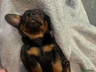 Miniature Dachshund dogs - Advert 3