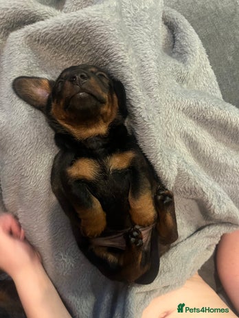 Miniature Dachshund dogs - Advert 6