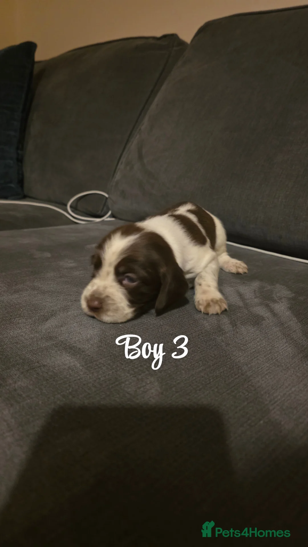 Mixed Breed dogs for sale: Beautiful Cocker x Collie pups - Advert 14