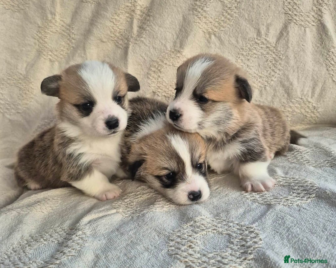 Welsh Corgi Pembroke dogs for sale: KC PREMBROKESHIRE CORGI'S  - Advert 1