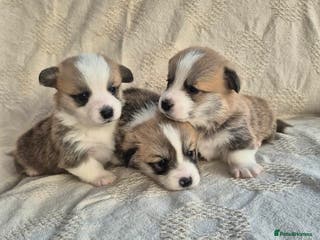 Welsh Corgi Pembroke dogs KC PREMBROKESHIRE CORGI'S - Advert 14