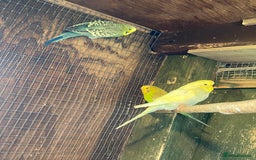 Budgerigars birds for sale: Baby budgies - Image 6