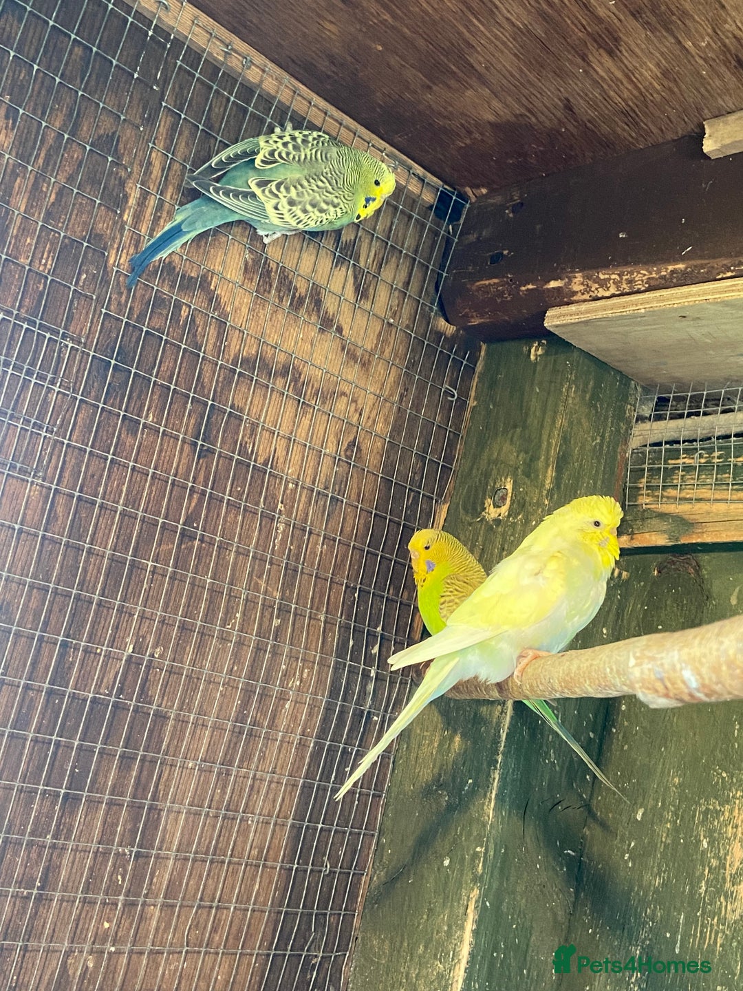 Budgerigars birds for sale: Baby budgies - Image 6