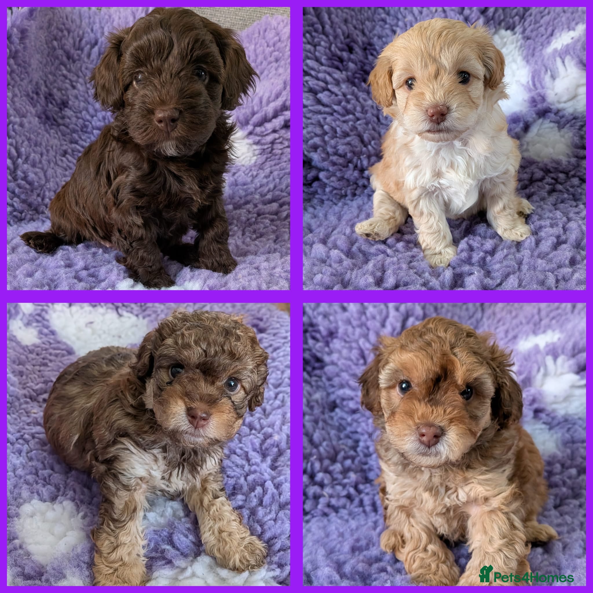 Maltipoo dogs 4 female Maltipoo pups for sale - Advert 1