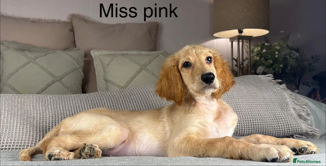 Irish Doodle dogs for sale: The perfect Doodle - Advert 13