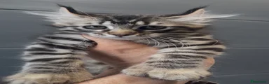 American Curl Kitten 3