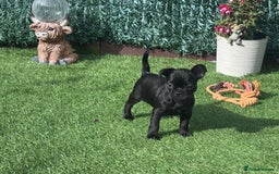 French Bulldog dogs for sale: Beautiful French bulldogs.  - Image 3