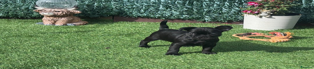 French Bulldog Puppy 3
