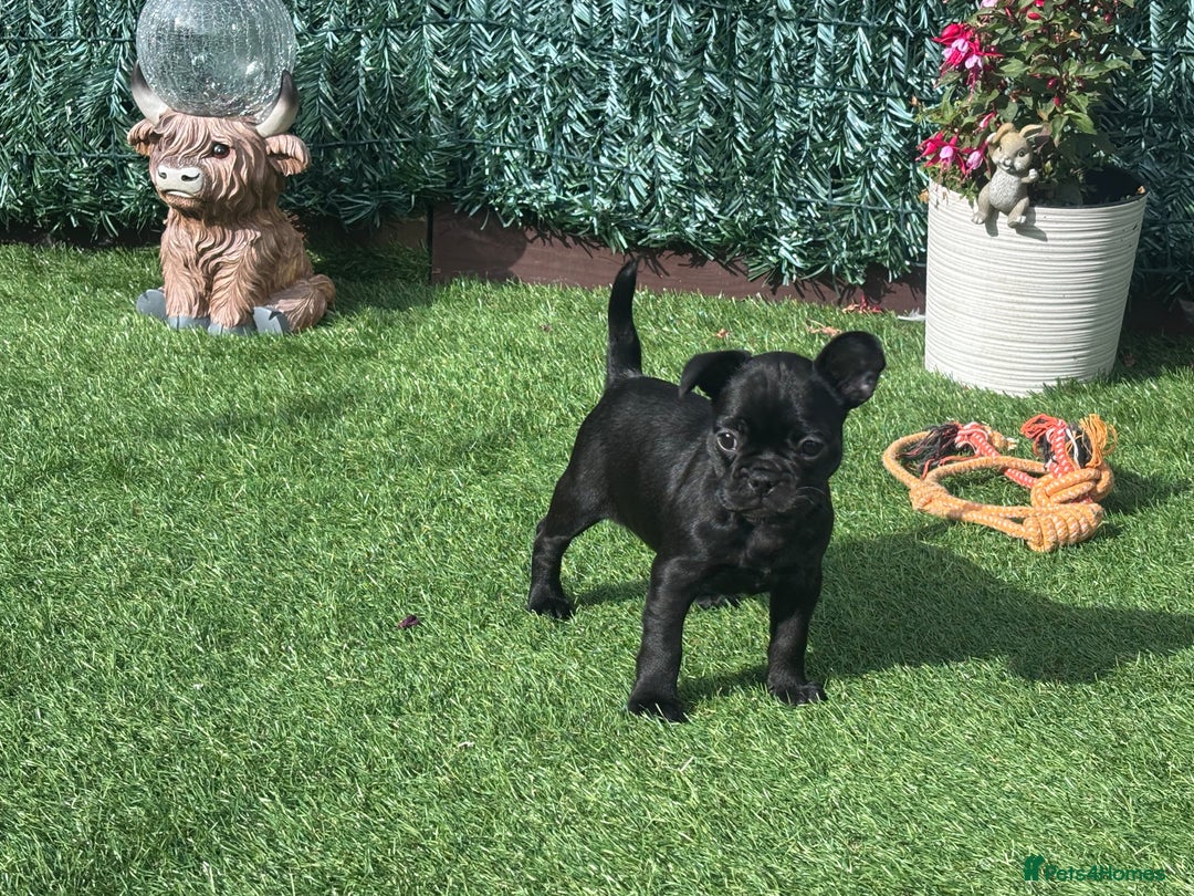 French Bulldog dogs for sale: Beautiful French bulldogs.  - Image 3
