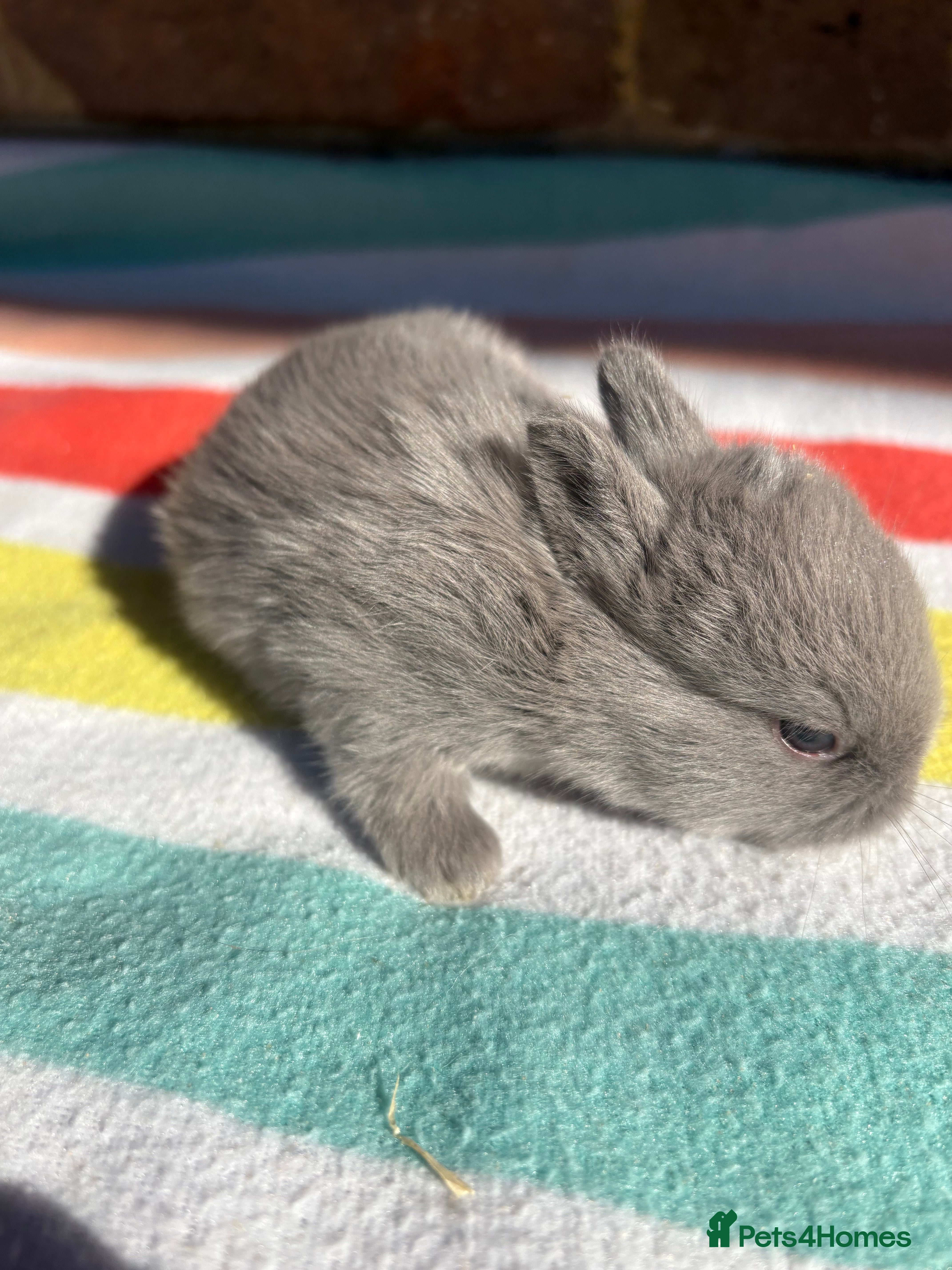 Netherland Dwarf rabbits Sweet Netherland Dwarf bunnies  - Advert 1