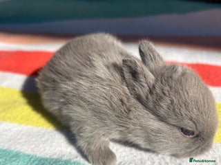 Netherland Dwarf rabbits Sweet Netherland Dwarf bunnies - Advert 1