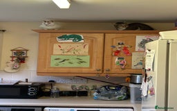 Mixed Breed cats for adoption: [Indoors only] Tom, Bryan, Ezzie: cuddliest boys - Image 16