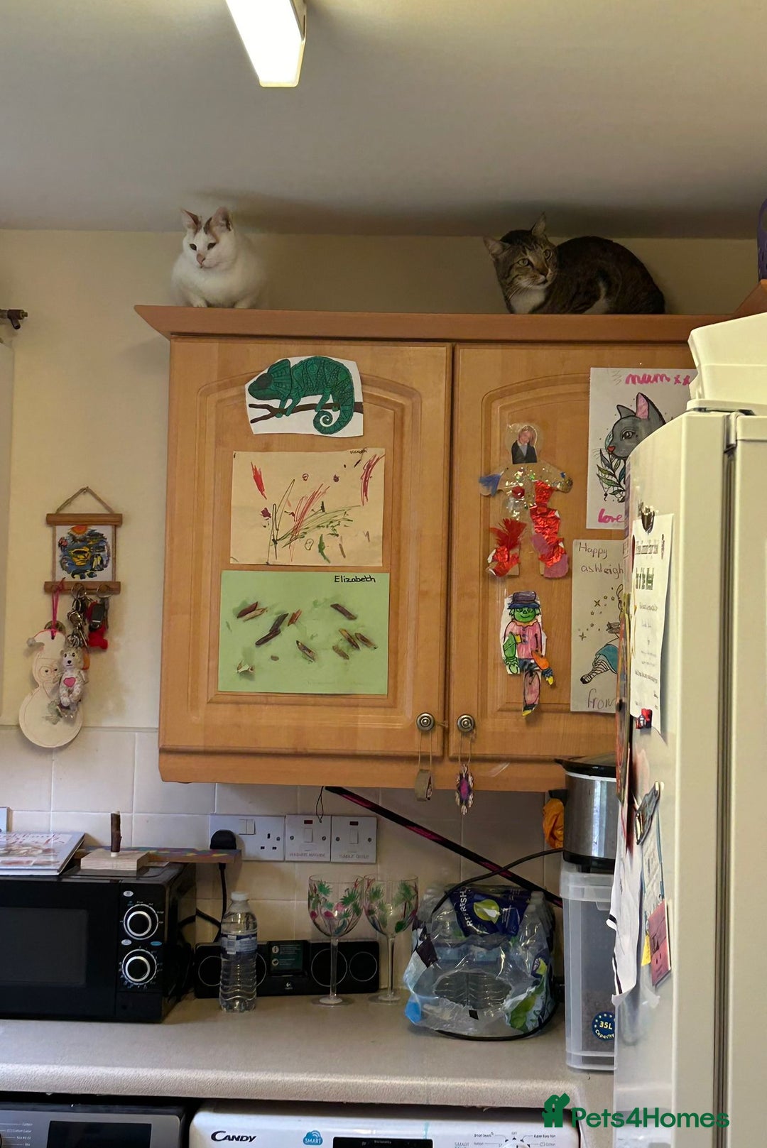 Mixed Breed cats for adoption: [Indoors only] Tom, Bryan, Ezzie: cuddliest boys - Image 16