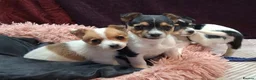 Jack Russell dogs for sale: Pure Jack Russell pups for sale - Advert 9