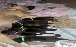 Mixed Breed dogs for sale: Bullmastiff X Labrador puppies for sale  - Image 3