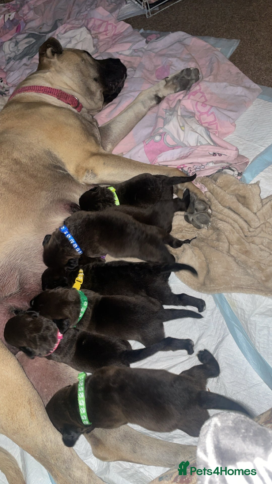 Mixed Breed dogs for sale: Bullmastiff X Labrador puppies for sale  - Image 3