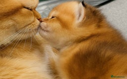 Scottish Fold cats for sale: Scottish Straight Golden Shaded Rare Affectionate - Image 1
