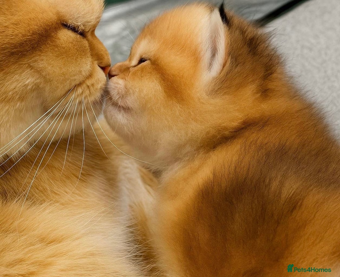 Scottish Fold cats for sale: Scottish Straight Golden Shaded Rare Affectionate - Image 1