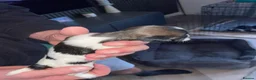 Lhasa Apso dogs for sale: Stunning Lhasa Apso Puppies for Sale  - Advert 24