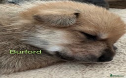 Mixed Breed dogs for sale: Beautiful Inca & handsome Nanuq PUPDATE x2  - Image 27