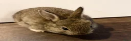 Netherland Dwarf rabbits for sale: Netherland Dwarf Rabbits  - Advert 5