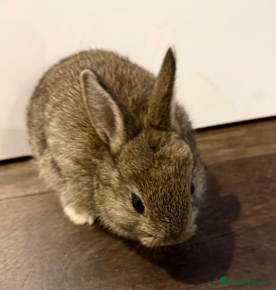 Netherland Dwarf rabbits for sale: Netherland Dwarf Rabbits  - Advert 5