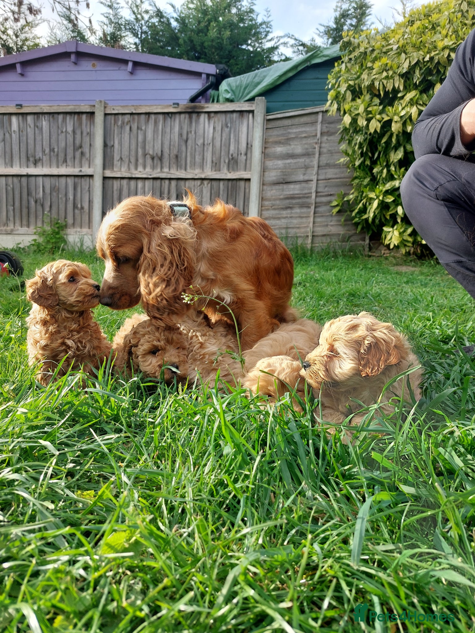 Cockapoo dogs F1 Tiny Cockerpoo Puppies  - Advert 1