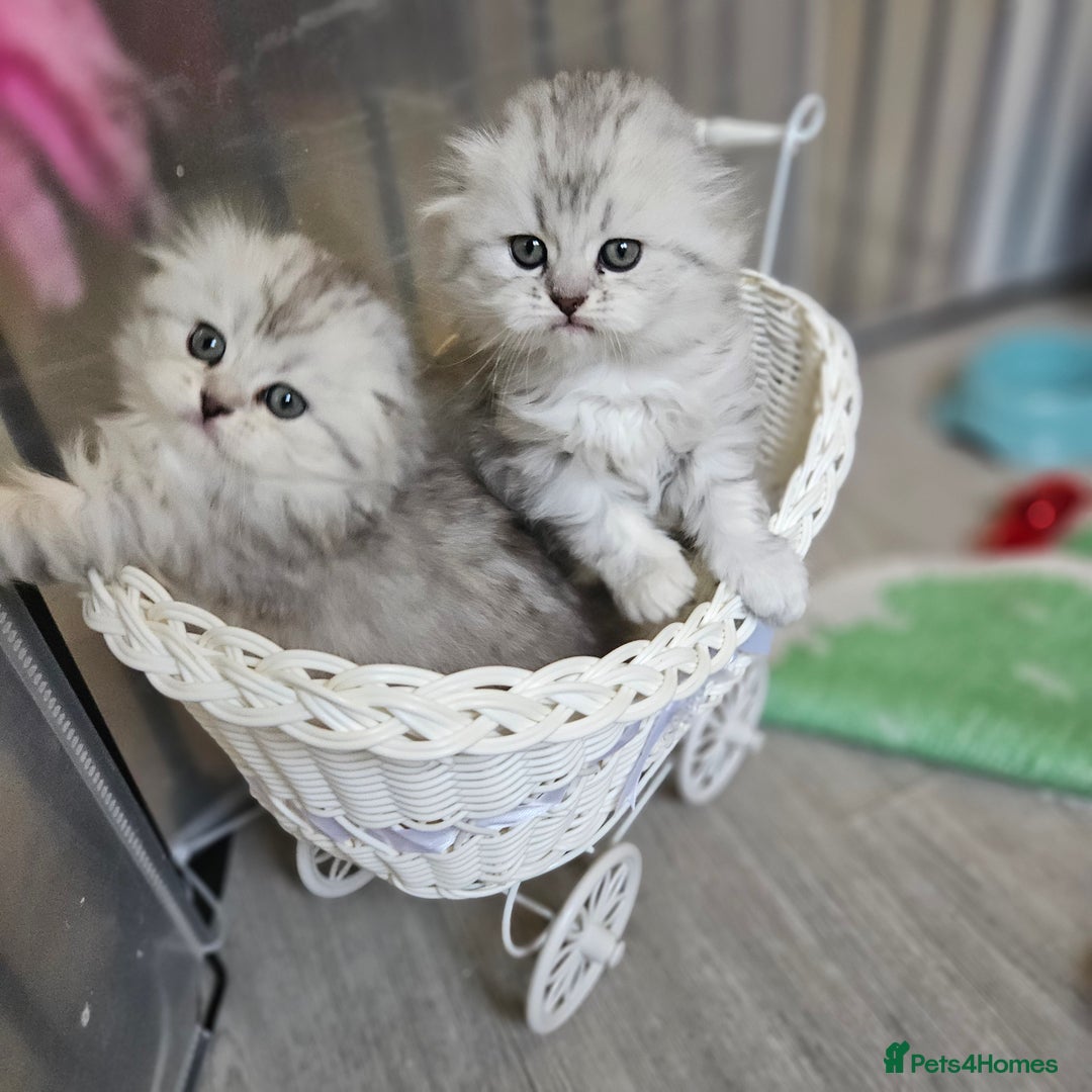 Scottish Fold cats for sale: Reduced💥Scottishfold tica kittens london  - Advert 25