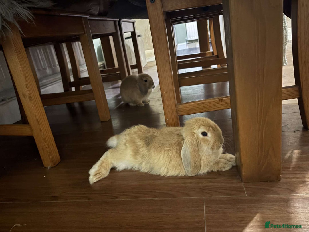 Mini Lop rabbits for sale: 2 beautiful male mini lops with full setup - Image 7