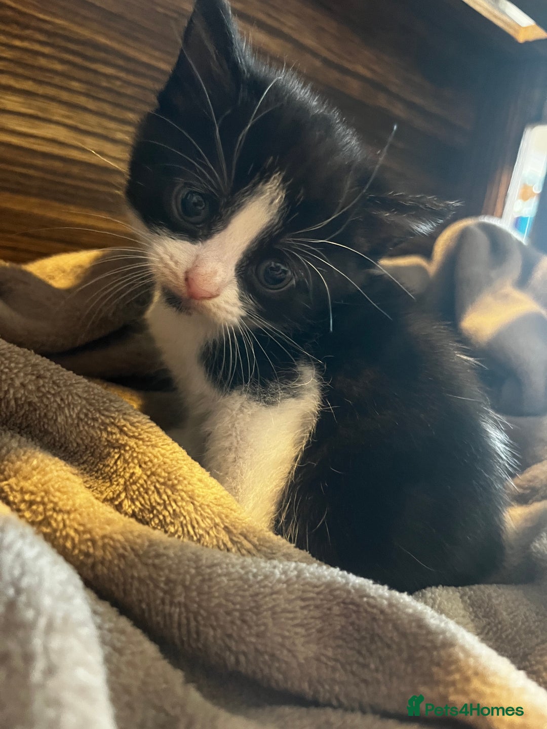 Mixed Breed cats for sale: Beautiful kittens - Image 9