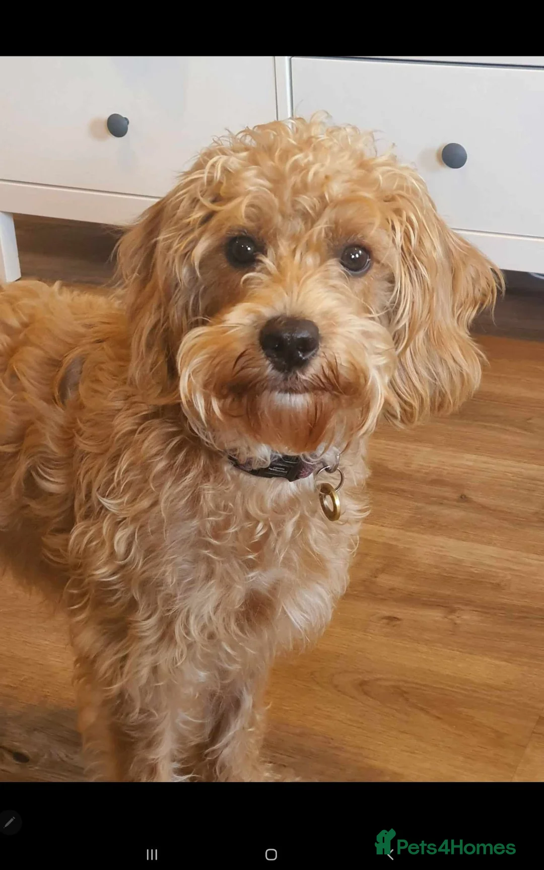 Labradoodle dogs for sale: Miniature Red & Taupe Labradoodle Puppies - Advert 2
