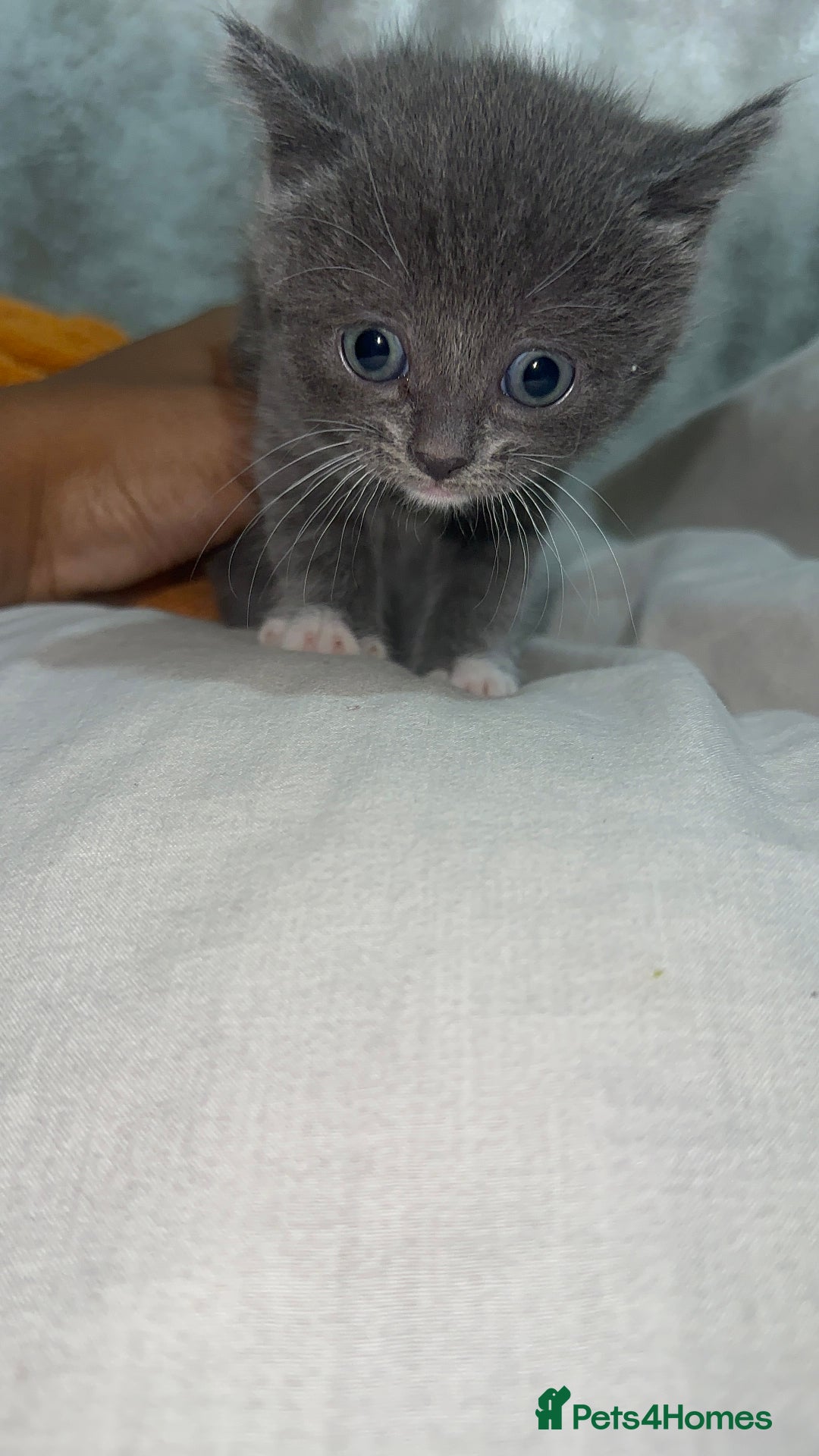 Mixed Breed cats for sale: 3 Beautiful Kittens Needing A Home - Advert 19