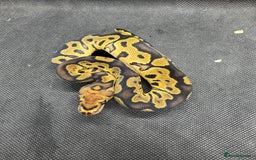 Python Snake reptiles for sale: Royal pythons from £30  - Image 11
