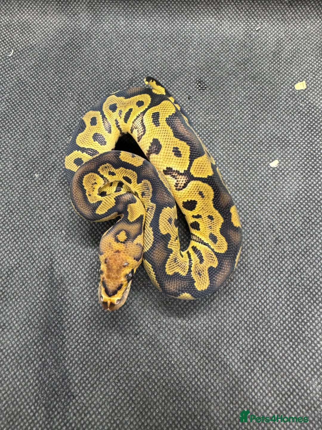Python Snake reptiles for sale: Royal pythons from £30  - Image 11