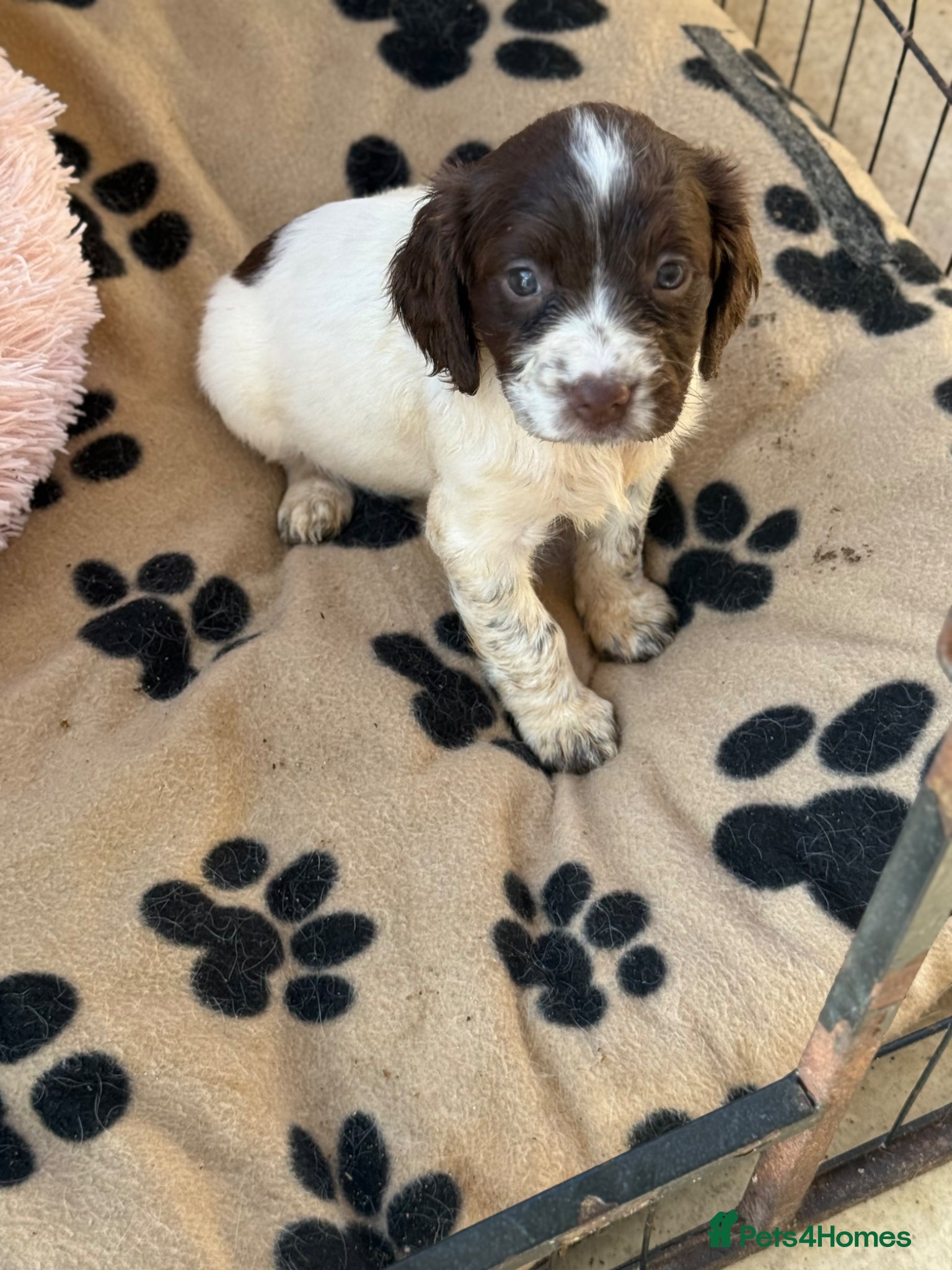 English Springer Spaniel dogs 5 lovely springer spaniel girls  - Advert 13