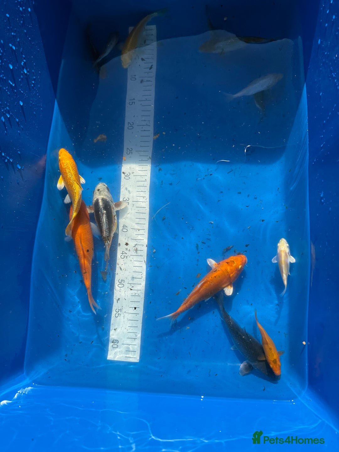 Koi Carp fish for sale: Various koi carp - Image 8