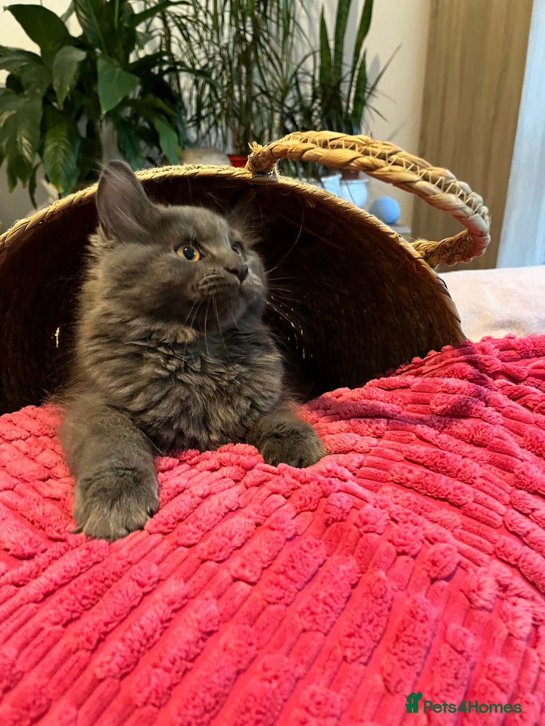 Maine Coon cats for sale: GCCF active / domestic Maine Coon  - Image 32