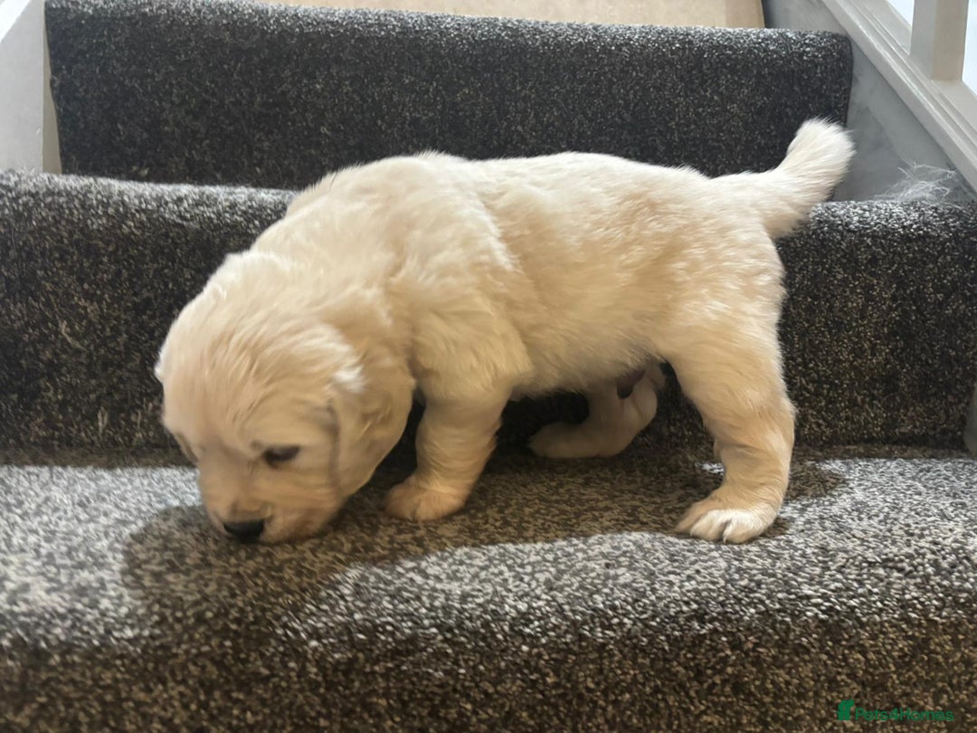 Golden Retriever dogs for sale: 1 x Male Golden Retriever - Advert 7
